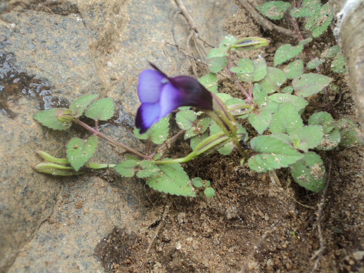 Torenia